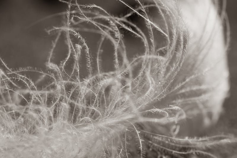 Pixie Dust